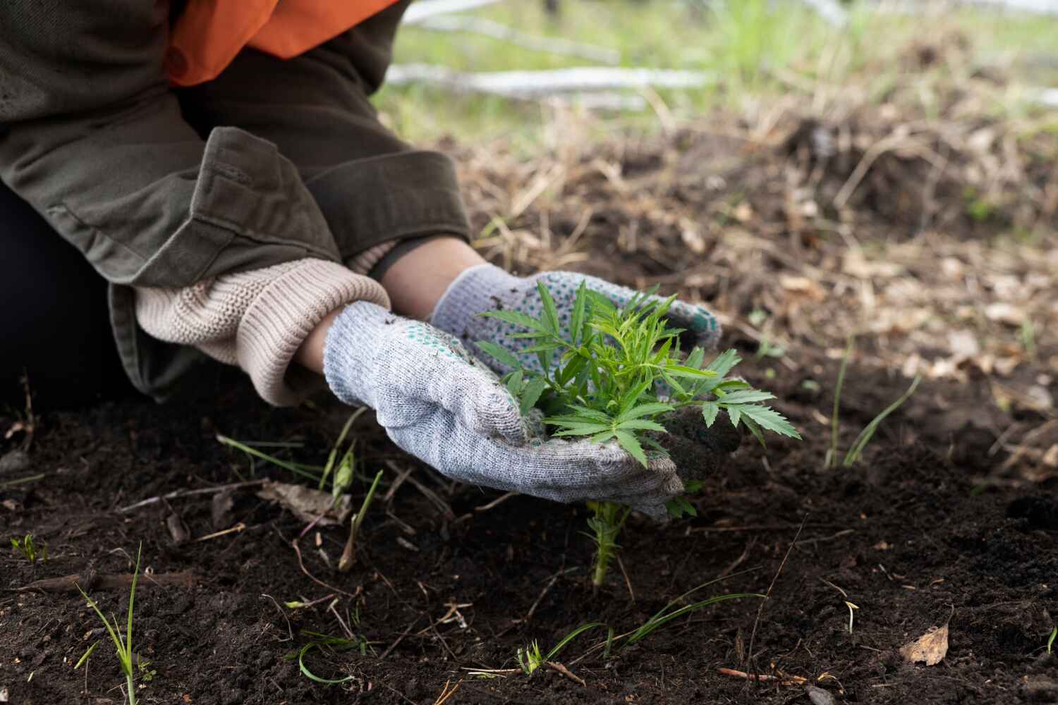 Best Tree Removal Near Me  in Zephyrhills, FL